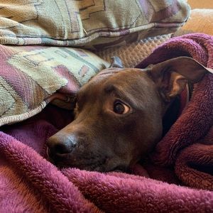 Meet your Posher, Brian